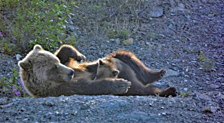 grizzly and cub